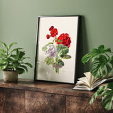 En botanisk vintageposter med en illustration av en geraniumväxt med röda och vita blommor ritad av Charles Ryan