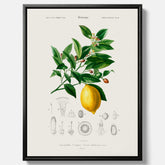 Kökstavla med Citron poster – Canvas med frukt, fruktposter, citrontavla, tavla med citroner, köksposter, poster till kök
