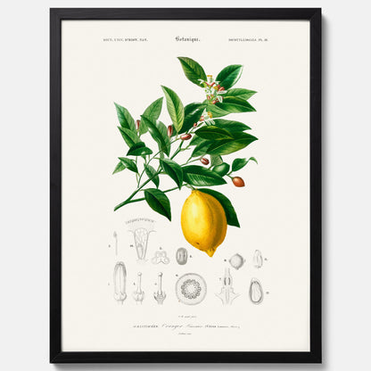 Kökstavla med Citron poster – Plansch med frukt, fruktposter, citrontavla, tavla med citroner, köksposter, poster till kök