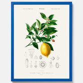 Kökstavla med Citron poster – Plansch med frukt, fruktposter, citrontavla, tavla med citroner, köksposter, poster till kök