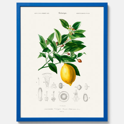Kökstavla med Citron poster – Plansch med frukt, fruktposter, citrontavla, tavla med citroner, köksposter, poster till kök