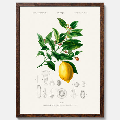 Kökstavla med Citron poster – Plansch med frukt, fruktposter, citrontavla, tavla med citroner, köksposter, poster till kök