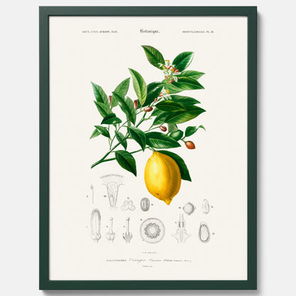 Kökstavla med Citron poster – Plansch med frukt, fruktposter, citrontavla, tavla med citroner, köksposter, poster till kök