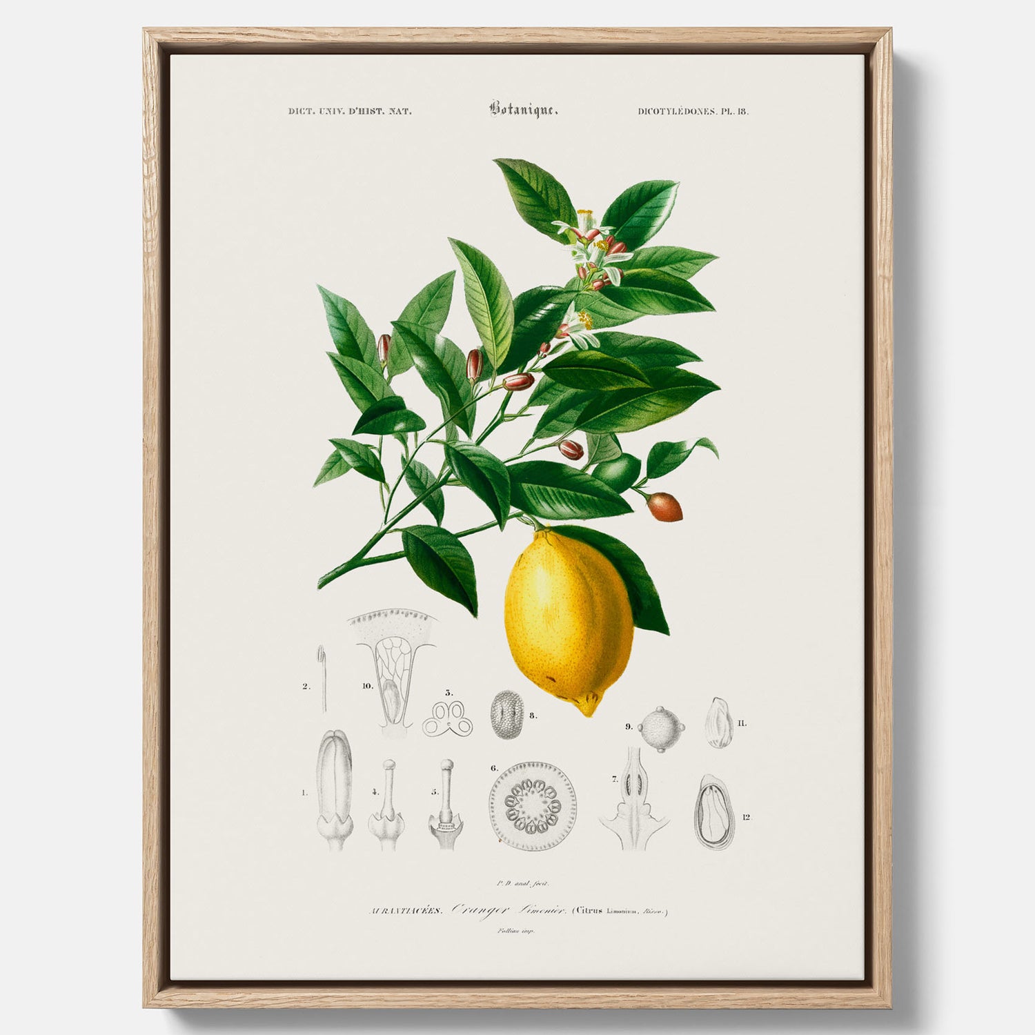 Kökstavla med Citron poster – Canvas med frukt, fruktposter, citrontavla, tavla med citroner, köksposter, poster till kök