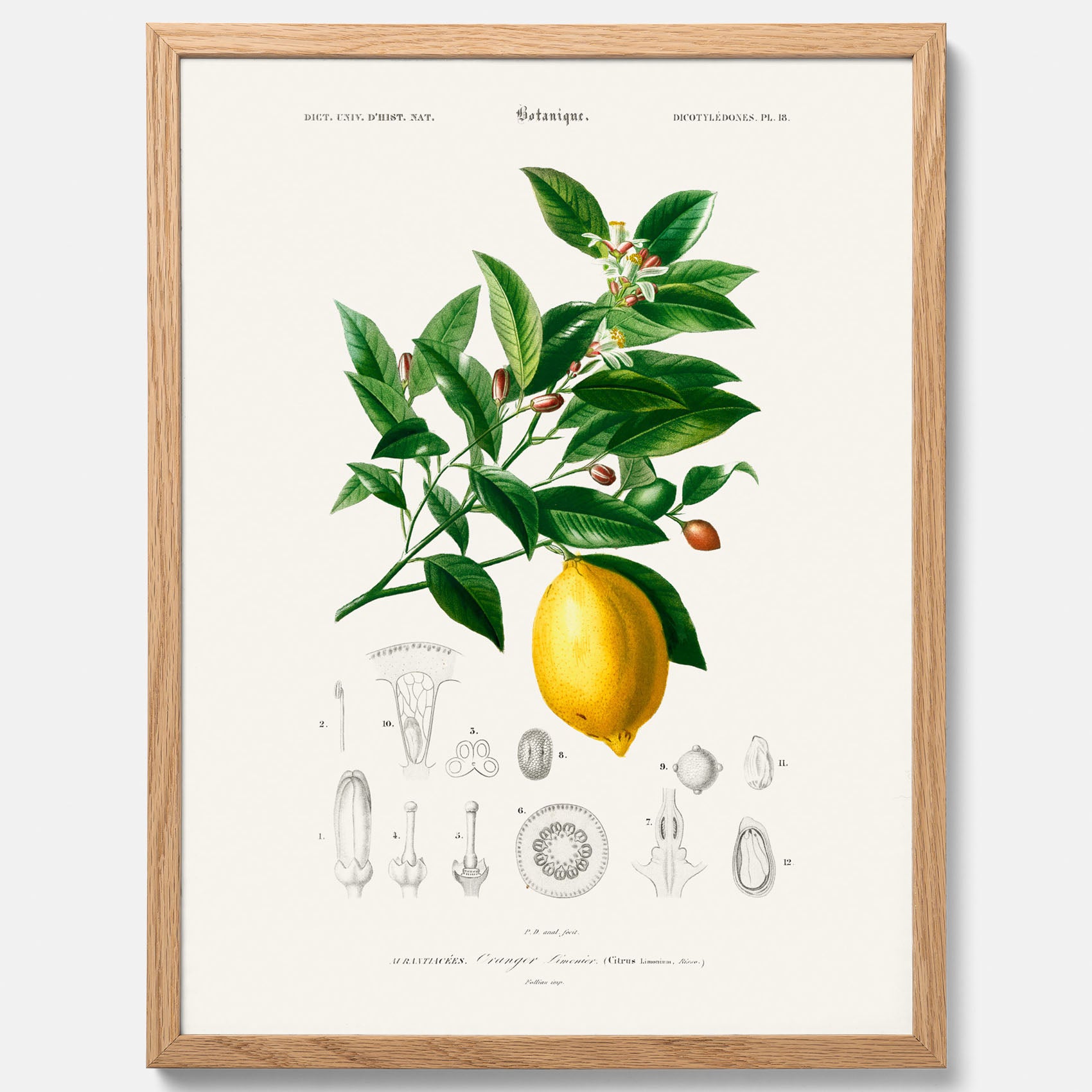 Kökstavla med Citron poster – Plansch med frukt, fruktposter, citrontavla, tavla med citroner, köksposter, poster till kök