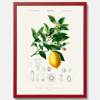 Kökstavla med Citron poster – Plansch med frukt, fruktposter, citrontavla, tavla med citroner, köksposter, poster till kök