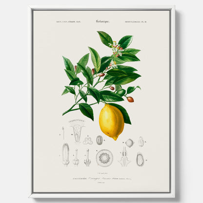 Kökstavla med Citron poster – Canvas med frukt, fruktposter, citrontavla, tavla med citroner, köksposter, poster till kök