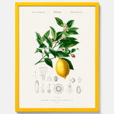 Kökstavla med Citron poster – Plansch med frukt, fruktposter, citrontavla, tavla med citroner, köksposter, poster till kök