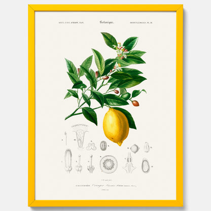 Kökstavla med Citron poster – Plansch med frukt, fruktposter, citrontavla, tavla med citroner, köksposter, poster till kök