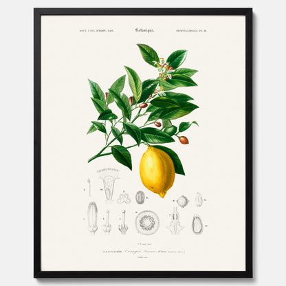 Kökstavla med Citron poster – Plansch med frukt, fruktposter, citrontavla, tavla med citroner, köksposter, poster till kök