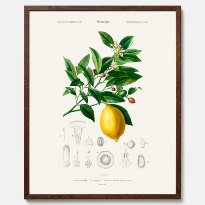 Kökstavla med Citron poster – Plansch med frukt, fruktposter, citrontavla, tavla med citroner, köksposter, poster till kök