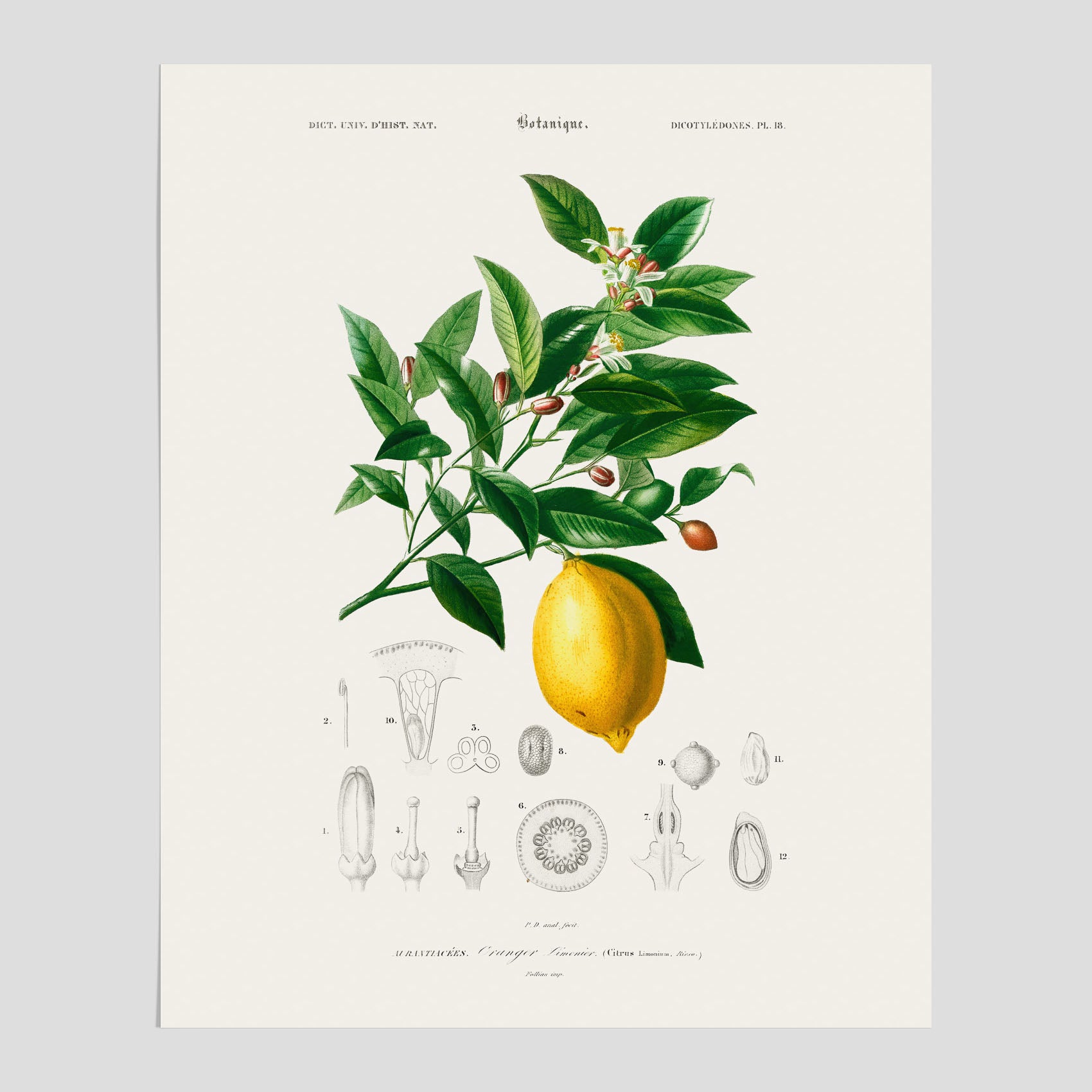 Kökstavla med Citron poster – Plansch med frukt, fruktposter, citrontavla, tavla med citroner, köksposter, poster till kök