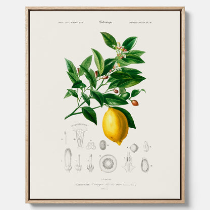 Kökstavla med Citron poster – Canvas med frukt, fruktposter, citrontavla, tavla med citroner, köksposter, poster till kök