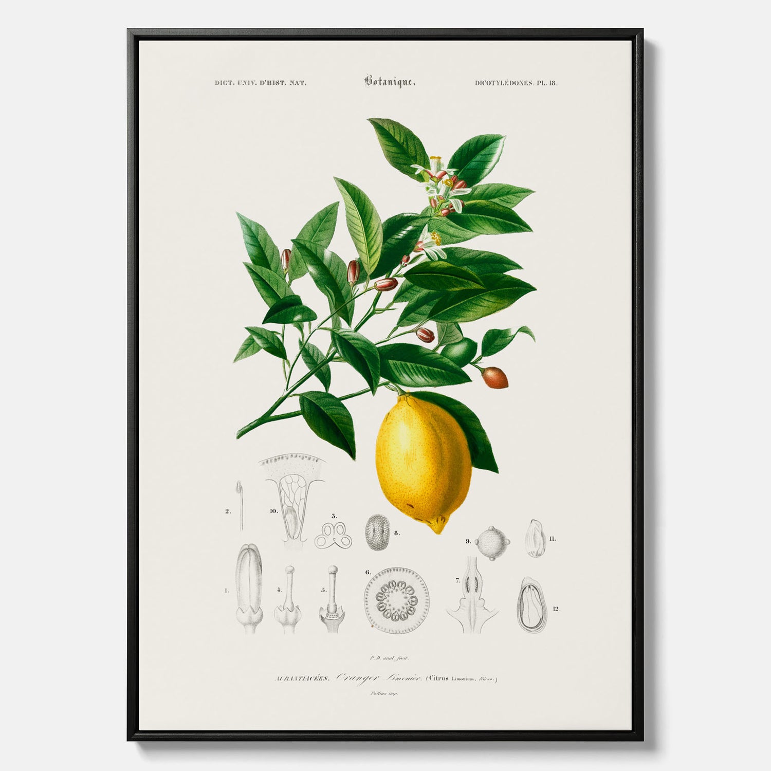 Kökstavla med Citron poster – Canvas med frukt, fruktposter, citrontavla, tavla med citroner, köksposter, poster till kök