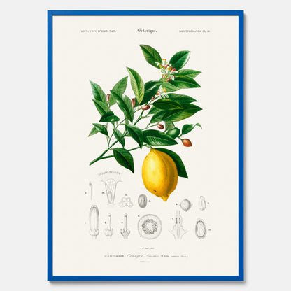 Kökstavla med Citron poster – Plansch med frukt, fruktposter, citrontavla, tavla med citroner, köksposter, poster till kök