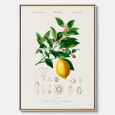 Kökstavla med Citron poster – Canvas med frukt, fruktposter, citrontavla, tavla med citroner, köksposter, poster till kök