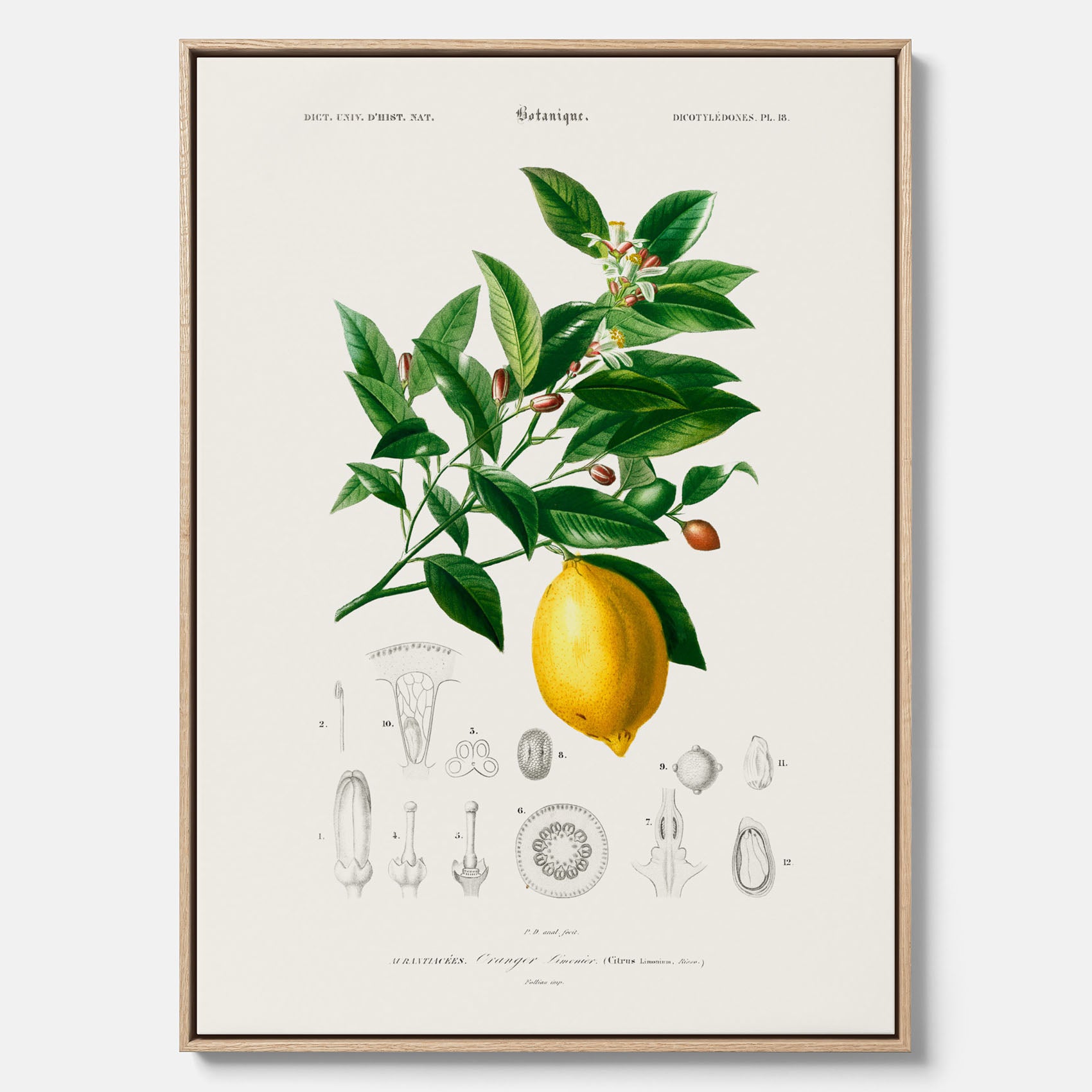 Kökstavla med Citron poster – Canvas med frukt, fruktposter, citrontavla, tavla med citroner, köksposter, poster till kök