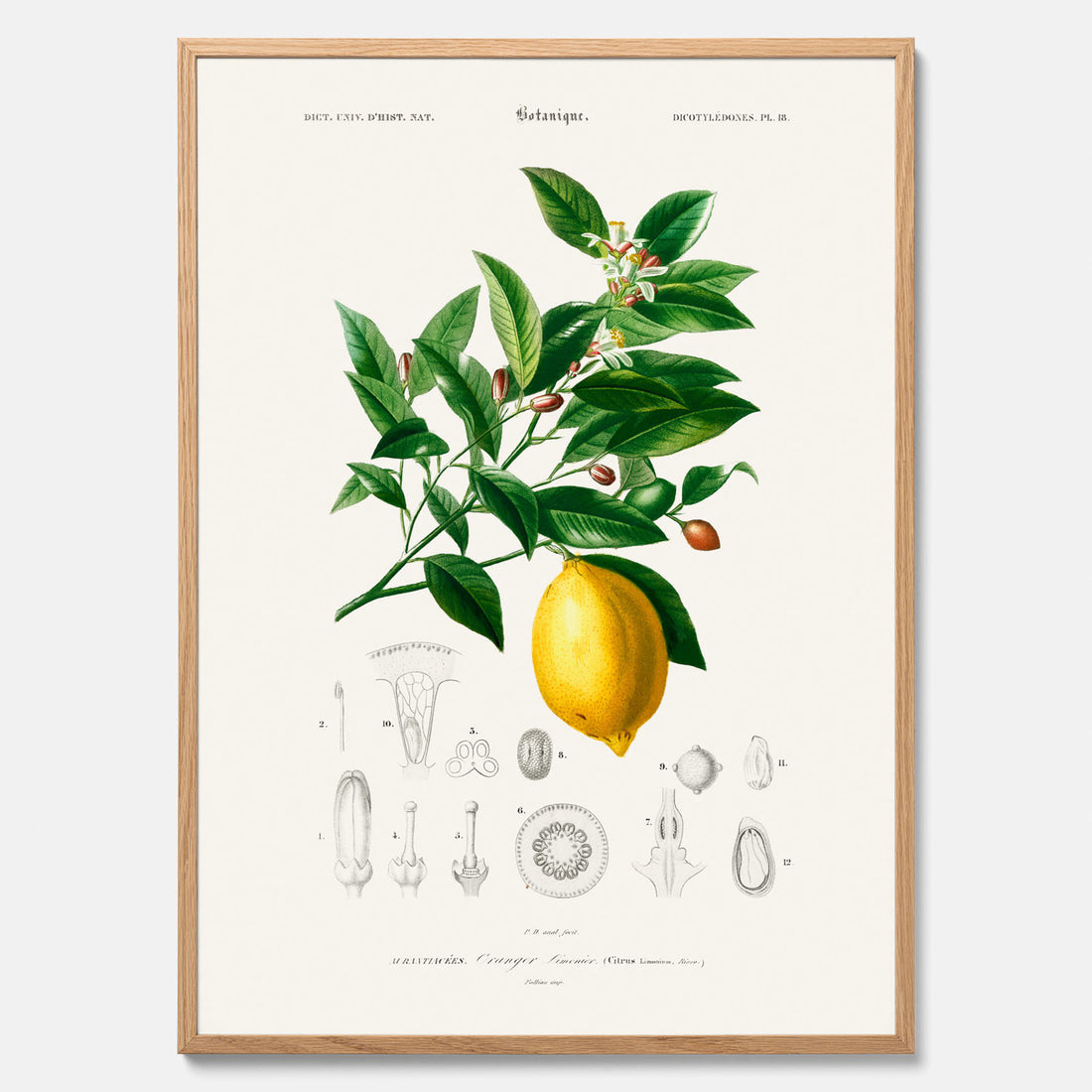 Kökstavla med Citron poster – Plansch med frukt, fruktposter, citrontavla, tavla med citroner, köksposter, poster till kök