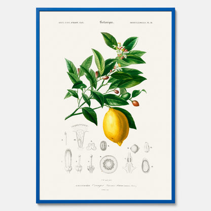 Kökstavla med Citron poster – Plansch med frukt, fruktposter, citrontavla, tavla med citroner, köksposter, poster till kök