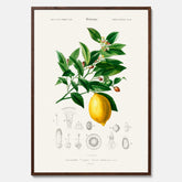 Kökstavla med Citron poster – Plansch med frukt, fruktposter, citrontavla, tavla med citroner, köksposter, poster till kök