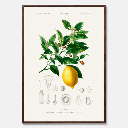Kökstavla med Citron poster – Plansch med frukt, fruktposter, citrontavla, tavla med citroner, köksposter, poster till kök