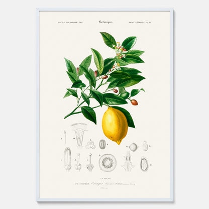 Kökstavla med Citron poster – Plansch med frukt, fruktposter, citrontavla, tavla med citroner, köksposter, poster till kök