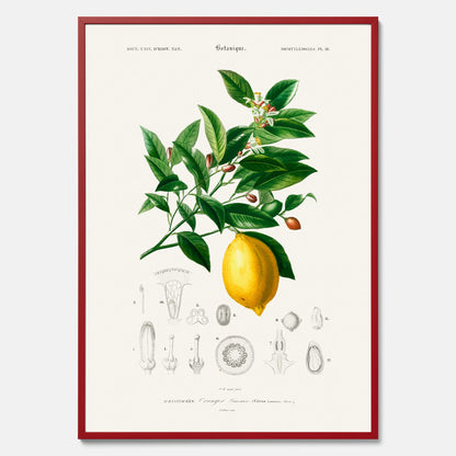 Kökstavla med Citron poster – Plansch med frukt, fruktposter, citrontavla, tavla med citroner, köksposter, poster till kök