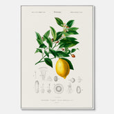 Kökstavla med Citron poster – Canvas med frukt, fruktposter, citrontavla, tavla med citroner, köksposter, poster till kök