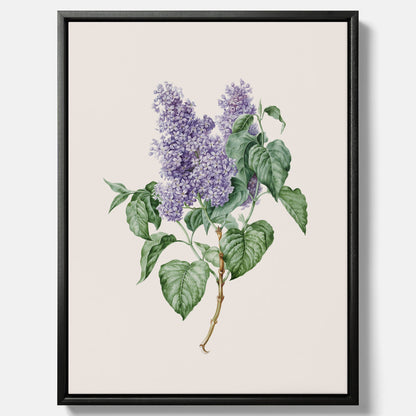 Canvasprint av en lila syren, ritad av konstnären Maria Geertruida Barbiers-Snabilié