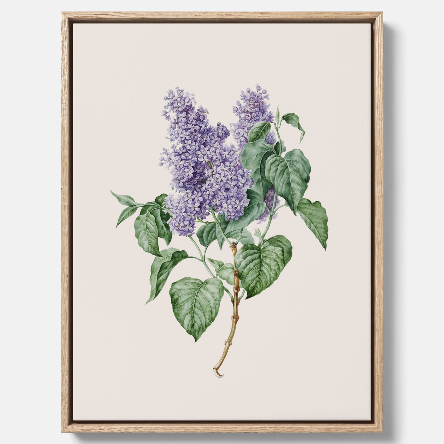 Canvasprint av en lila syren, ritad av konstnären Maria Geertruida Barbiers-Snabilié