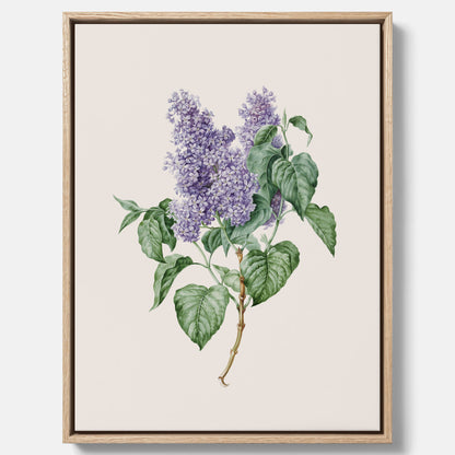 Canvasprint av en lila syren, ritad av konstnären Maria Geertruida Barbiers-Snabilié