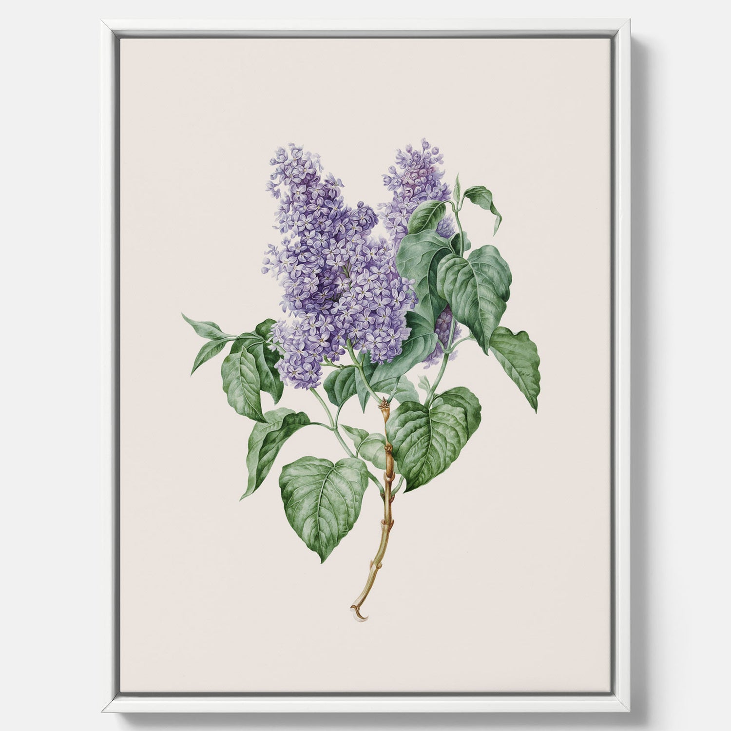 Canvasprint av en lila syren, ritad av konstnären Maria Geertruida Barbiers-Snabilié