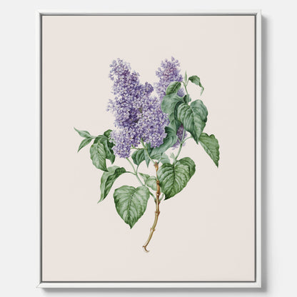 Canvasprint av en lila syren, ritad av konstnären Maria Geertruida Barbiers-Snabilié