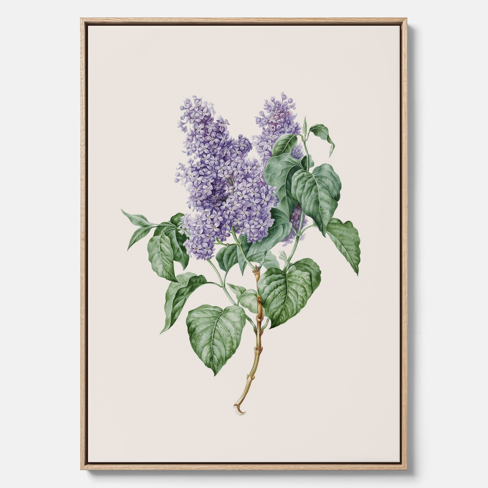 Canvasprint av en lila syren, ritad av konstnären Maria Geertruida Barbiers-Snabilié