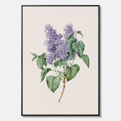 Canvasprint av en lila syren, ritad av konstnären Maria Geertruida Barbiers-Snabilié
