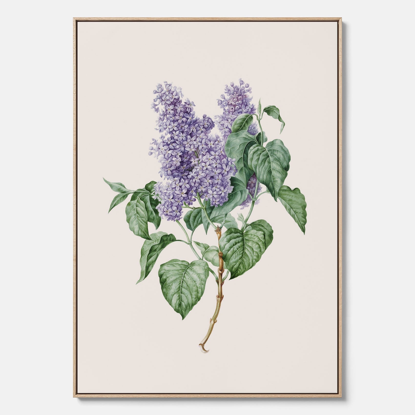 Canvasprint av en lila syren, ritad av konstnären Maria Geertruida Barbiers-Snabilié