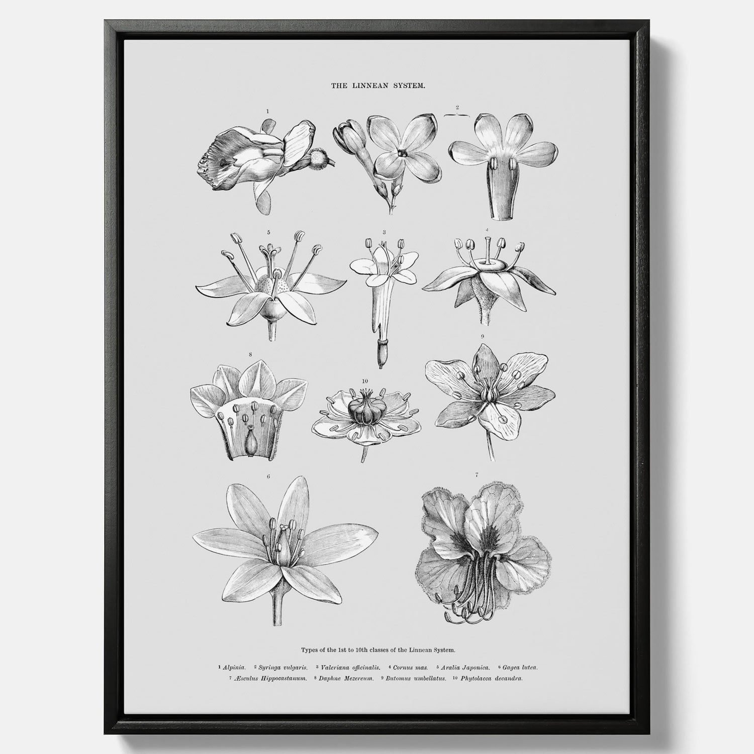En vintageposter i canvas som föreställer blommor utifrån Linnésystemet (även kallad Linnés sexualsystem)