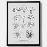 En vintageposter i canvas som föreställer blommor utifrån Linnésystemet (även kallad Linnés sexualsystem)