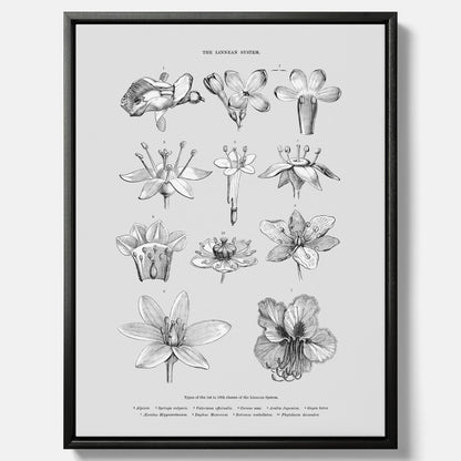 En vintageposter i canvas som föreställer blommor utifrån Linnésystemet (även kallad Linnés sexualsystem)