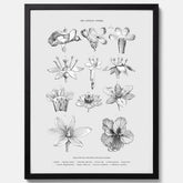 En vintageposter som föreställer blommor utifrån Linnésystemet (även kallad Linnés sexualsystem)