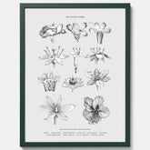 En vintageposter som föreställer blommor utifrån Linnésystemet (även kallad Linnés sexualsystem)