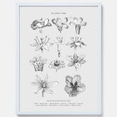 En vintageposter som föreställer blommor utifrån Linnésystemet (även kallad Linnés sexualsystem)