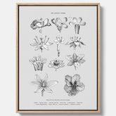 En vintageposter i canvas som föreställer blommor utifrån Linnésystemet (även kallad Linnés sexualsystem)