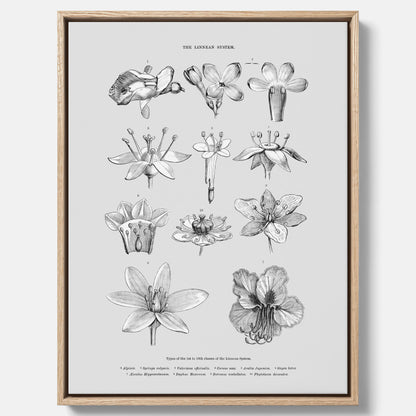 En vintageposter i canvas som föreställer blommor utifrån Linnésystemet (även kallad Linnés sexualsystem)