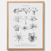En vintageposter som föreställer blommor utifrån Linnésystemet (även kallad Linnés sexualsystem)