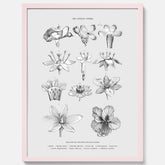 En vintageposter som föreställer blommor utifrån Linnésystemet (även kallad Linnés sexualsystem)
