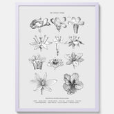En vintageposter som föreställer blommor utifrån Linnésystemet (även kallad Linnés sexualsystem)