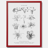 En vintageposter som föreställer blommor utifrån Linnésystemet (även kallad Linnés sexualsystem)