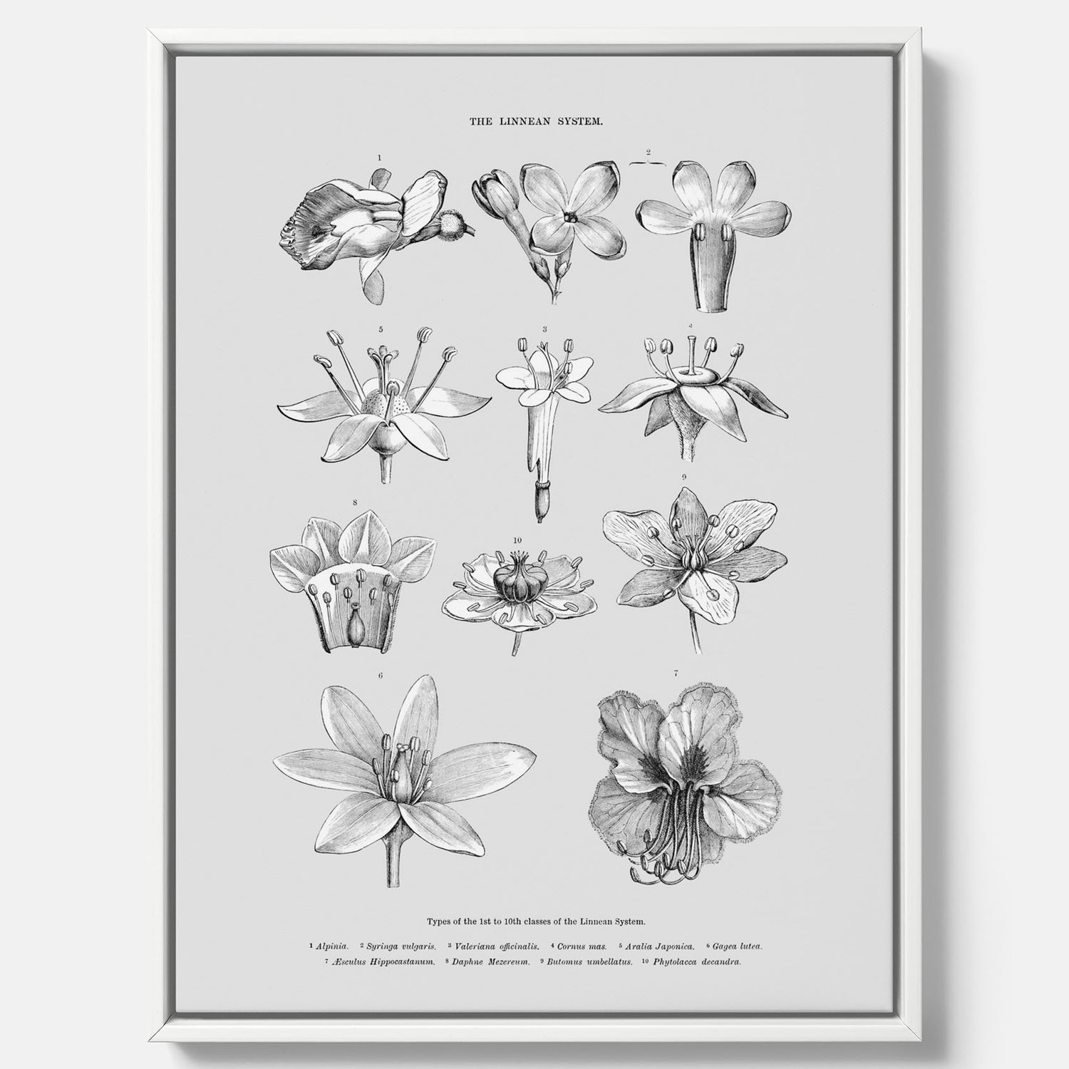En vintageposter i canvas som föreställer blommor utifrån Linnésystemet (även kallad Linnés sexualsystem)