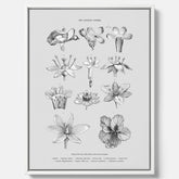En vintageposter i canvas som föreställer blommor utifrån Linnésystemet (även kallad Linnés sexualsystem)